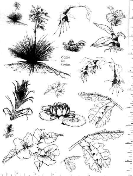 Jim Stephan Rubber Ink Art - 32: Yucca Leaves & Flowers